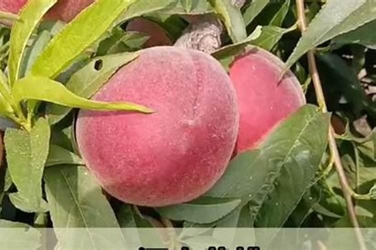 桃树用什么肥料桃甜
