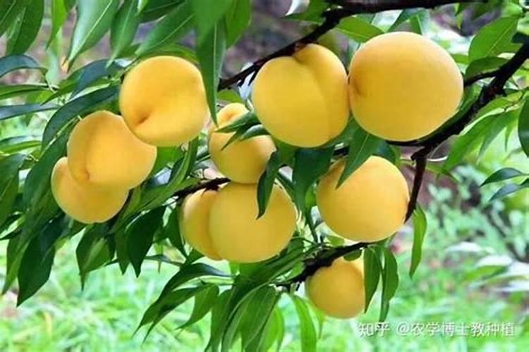 晚熟黄桃几月上澎大肥？