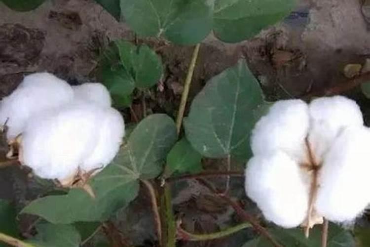 棉花后期需要什么肥料