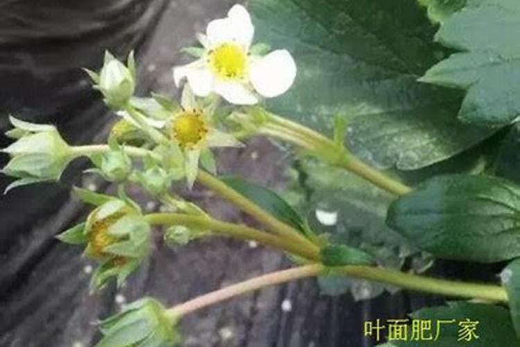 茄子僵果着色不良什么原因