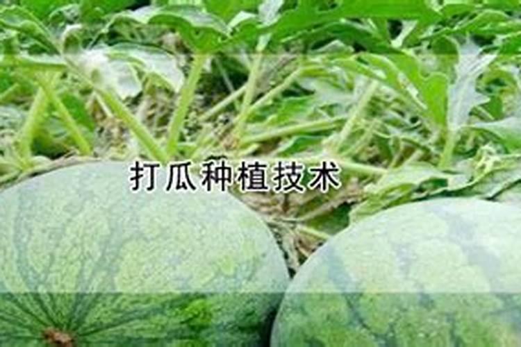 打瓜种植技术