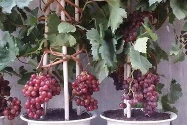 磷酸二氢钾 流体硼 钙镁硼在樱桃树上起什么作用？