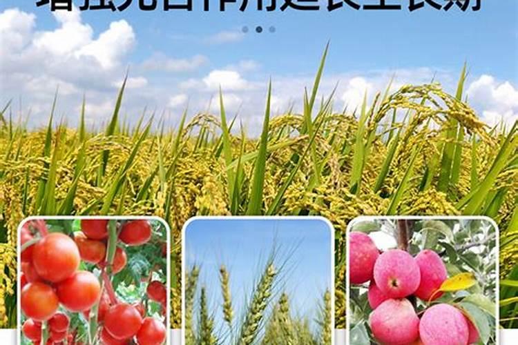 茄子栽培钾肥施用误区后期追施钾肥有什么坏处？