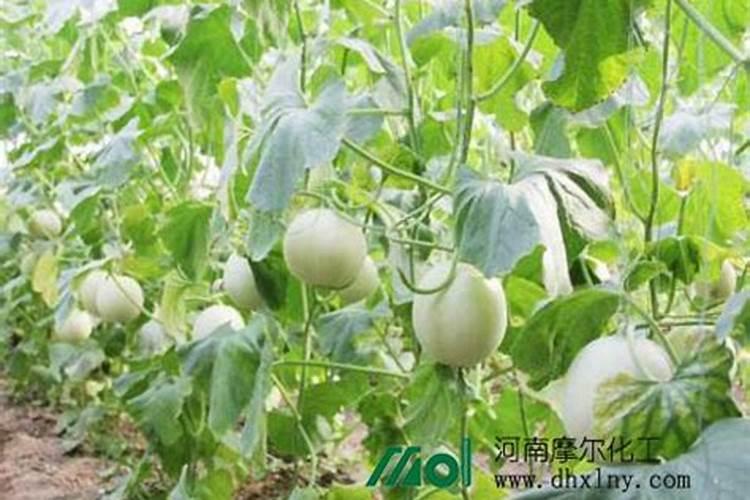 茉莉花施什么肥最好