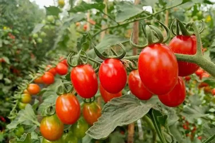 大棚西红柿啥时期冲施高磷肥？