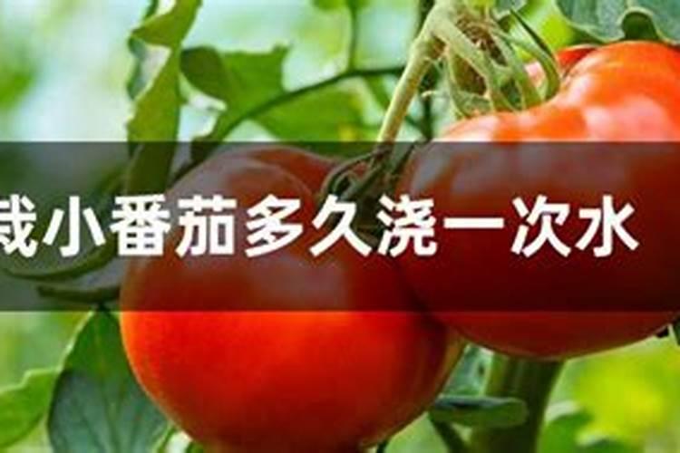 如何给小番茄苗施肥盆栽？