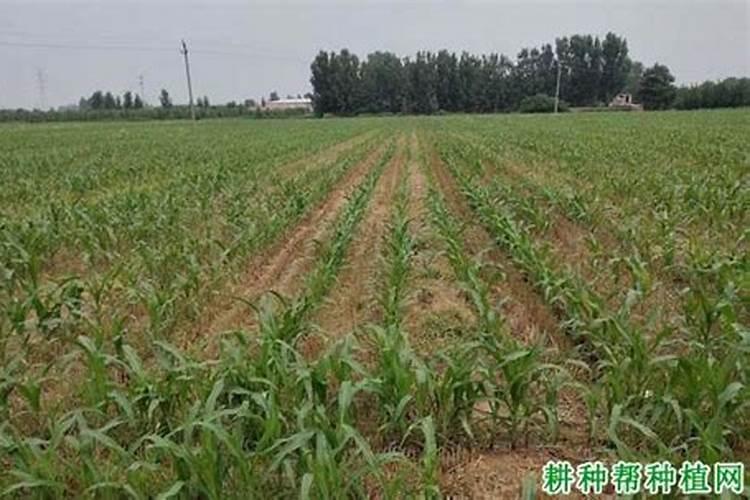 茄子苗用什么肥最好