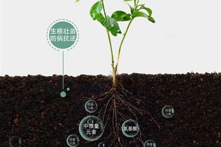 茄子用什么肥料好