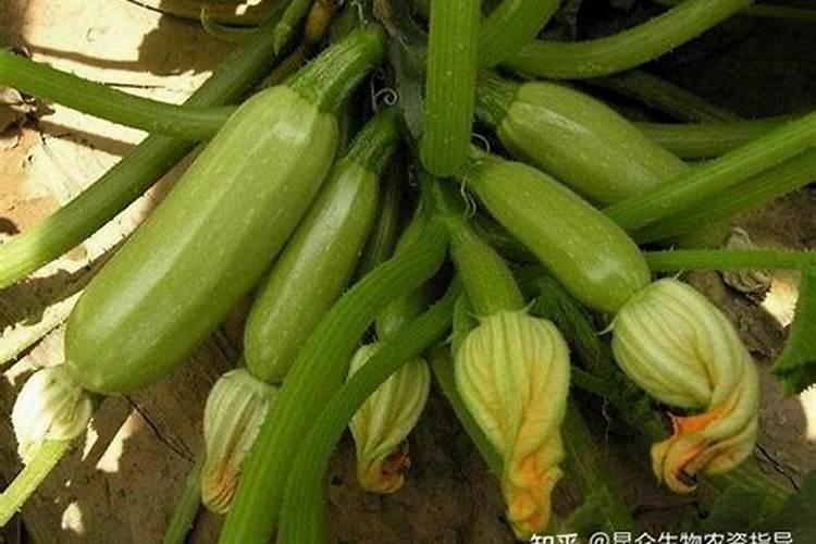 六月盛产什么水果