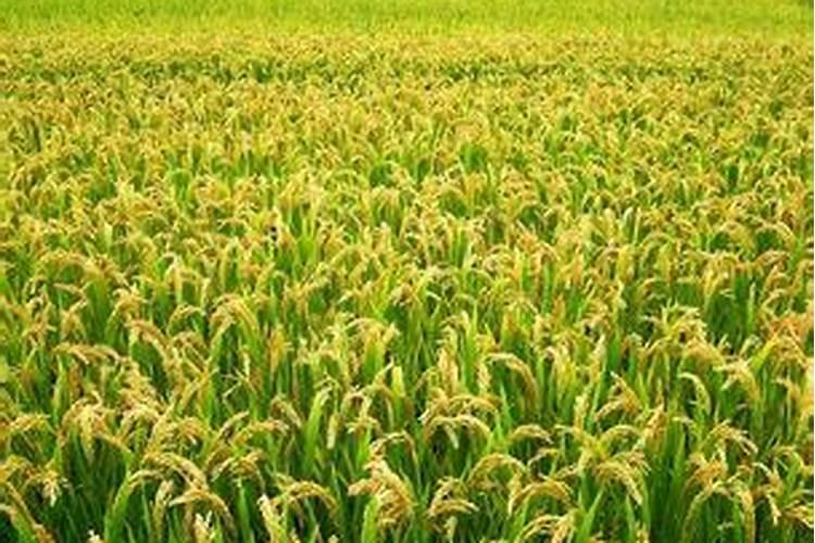 芒果施什么肥