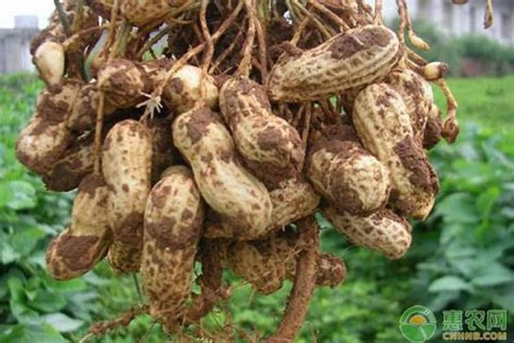 种花生用什么含量肥料最好高产(种植花生需要施什么肥料)