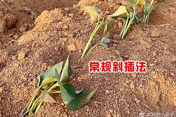 红薯移栽之后可以施肥吗？什么时候施第一遍肥？