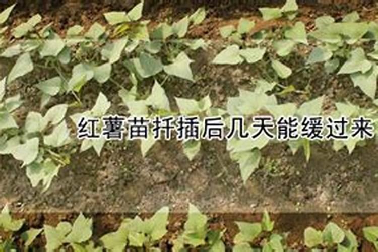 红薯施肥的最佳时间什么时候追肥好