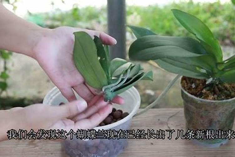 蝴蝶兰喜肥吗,喜欢施什么肥料