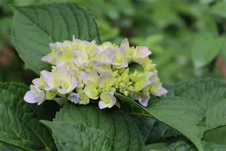 怎么修剪绣球花开花快