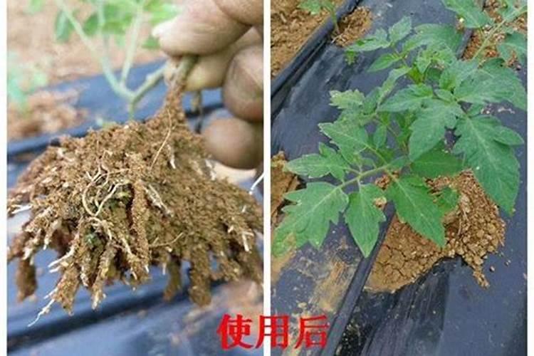 碳安化肥有什么作用？