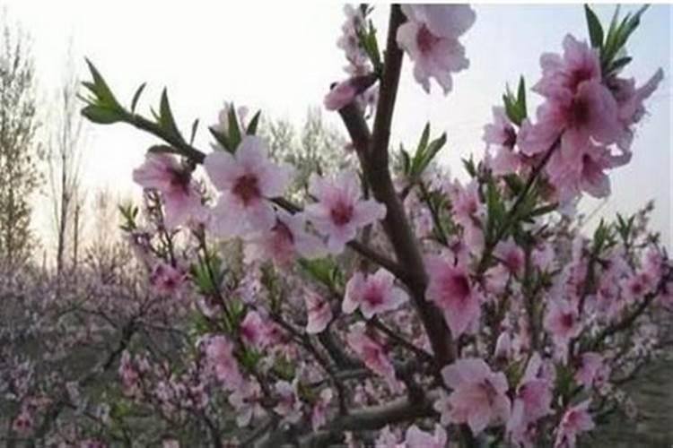 桃子什么时候施肥？桃子叶面应该喷什么肥？