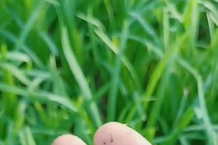 叶面肥有毒吗