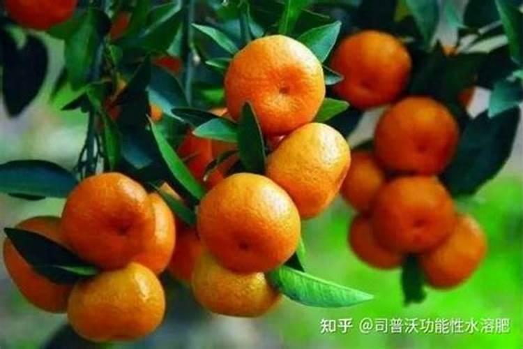 柑橘施肥时间表