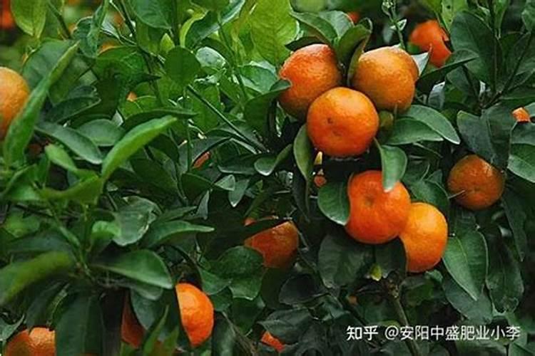柑橘几月份施钾肥好 最佳使用时间
