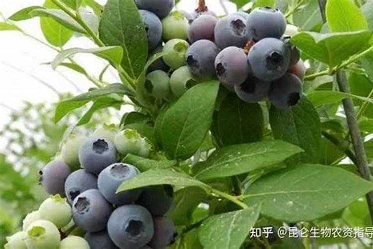 芋头用什么肥料最好？