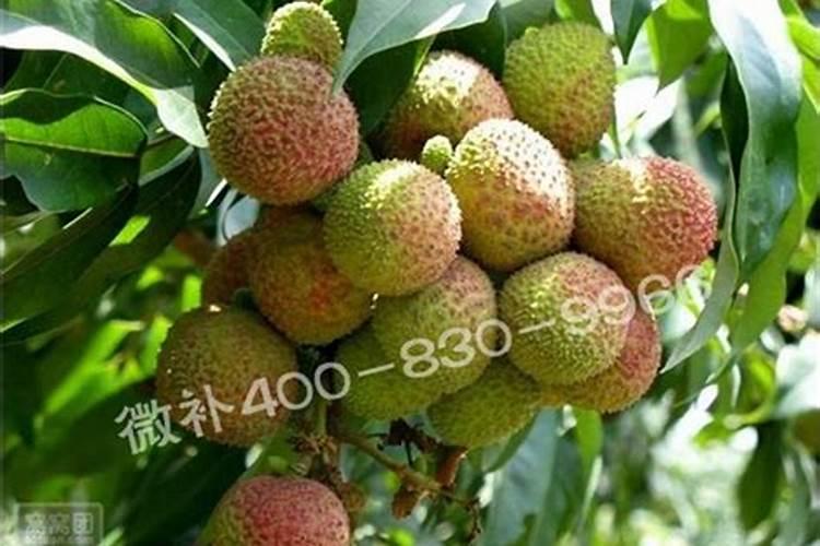 为什么妃子笑荔枝老是开花不结果？