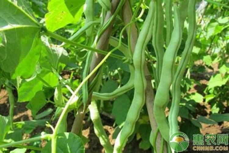 芸豆由于控旺过度不生长了怎么办？