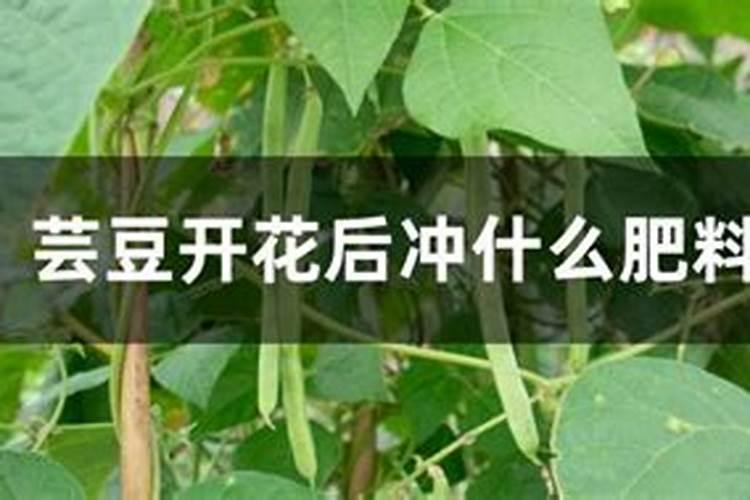 芸豆花期打什么叶面肥