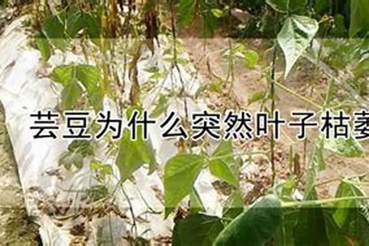 芸豆定植后一般打什么叶面肥