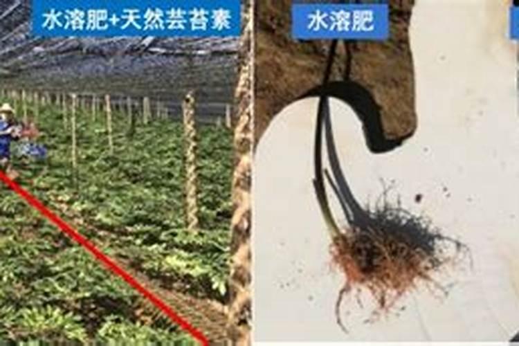 芸苔素+氯溴异腈尿酸百香果苗并灌根会有药害吗？