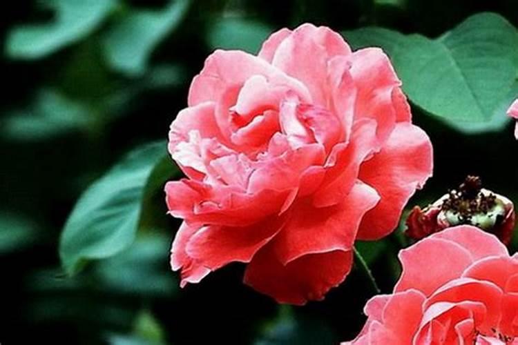 月季小花苞干枯脱落怎么办(月季花花骨朵蔫了怎么办)