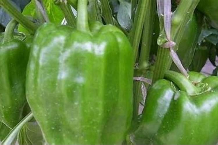 干树叶沤多久腐烂 树叶沤在土里需要多长时间？