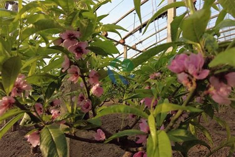 桃树什么时候用水溶肥最好