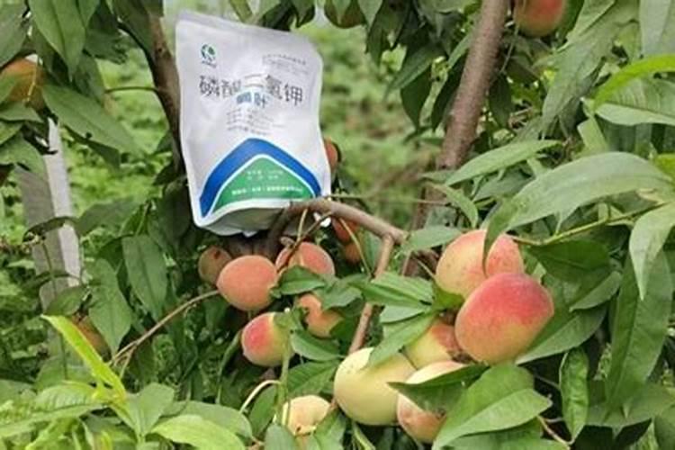 桃树最好的肥料是什么？