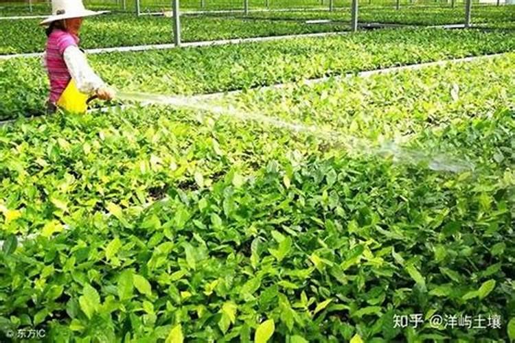 一亩烤烟用多少钾肥 什么时候施钾肥好