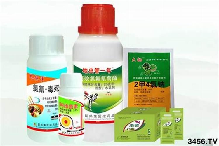 红掌用什么肥料叶子又大又厚