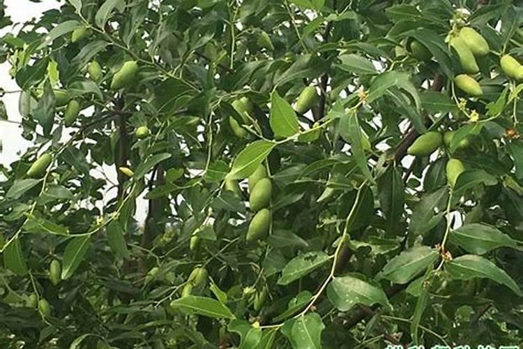 冬枣树怎么种植技术