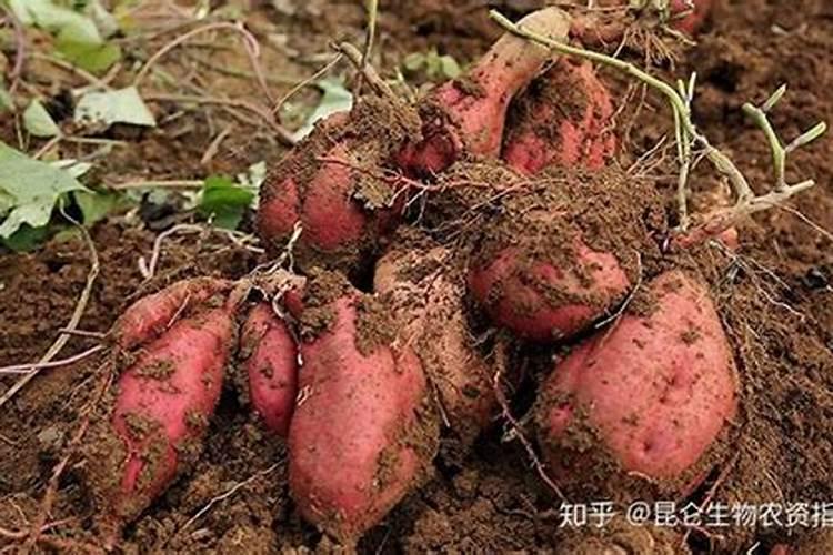 花生叶面肥自己怎么配