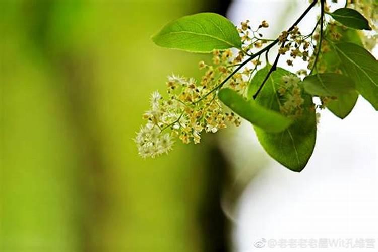 樟树花可以做肥料吗