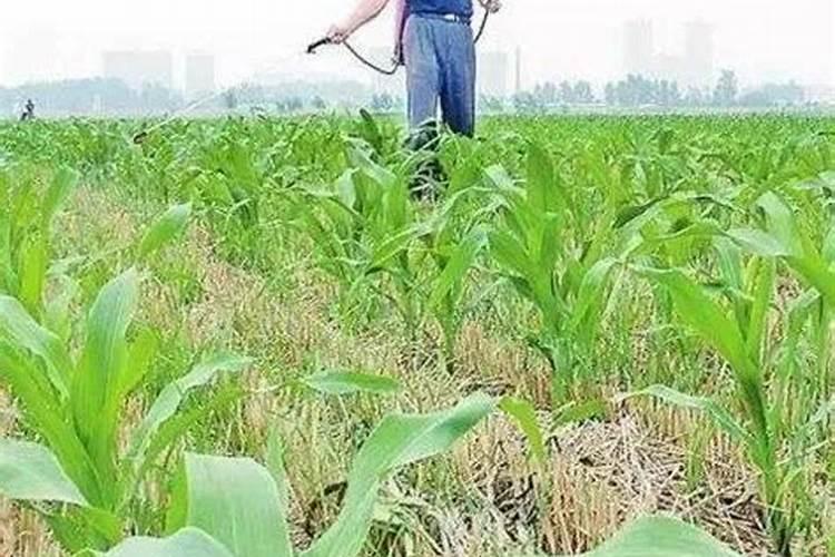 果树缺铁浇红糖有用吗？