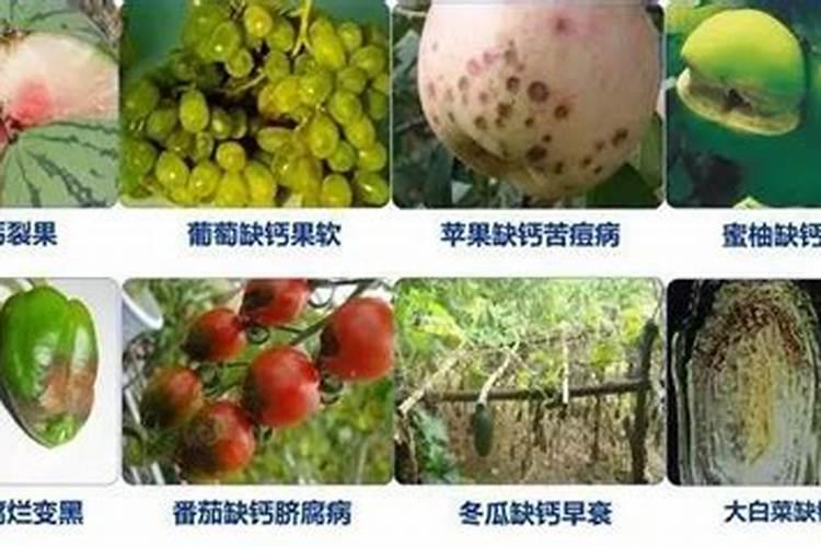 冲施红糖有生根效果吗,冲施红糖对植物的作用