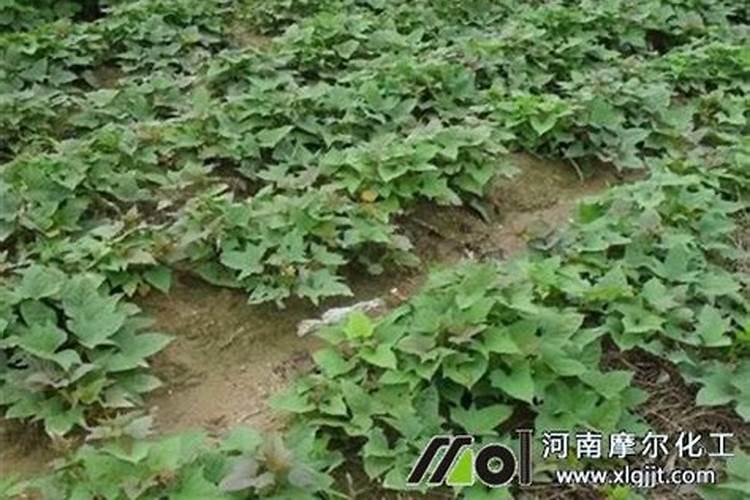 红薯最好的肥料