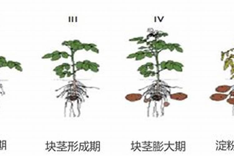 番薯盆栽如何施肥
