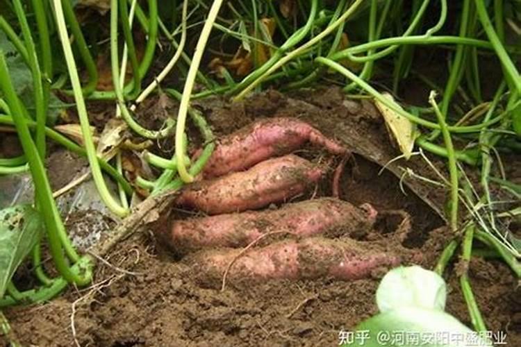 红薯的施肥方法？