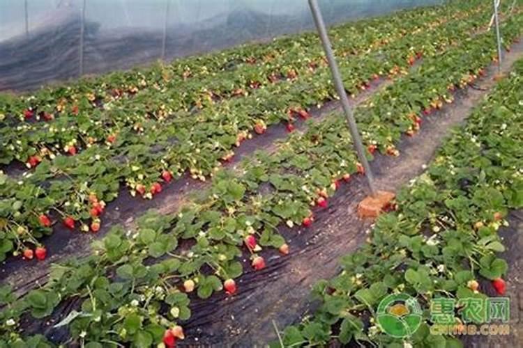 草莓叶面肥什么时候打？喷草莓花上伤花吗？