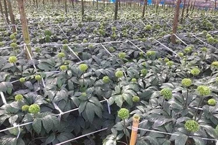 三七最好的肥料是什么？
