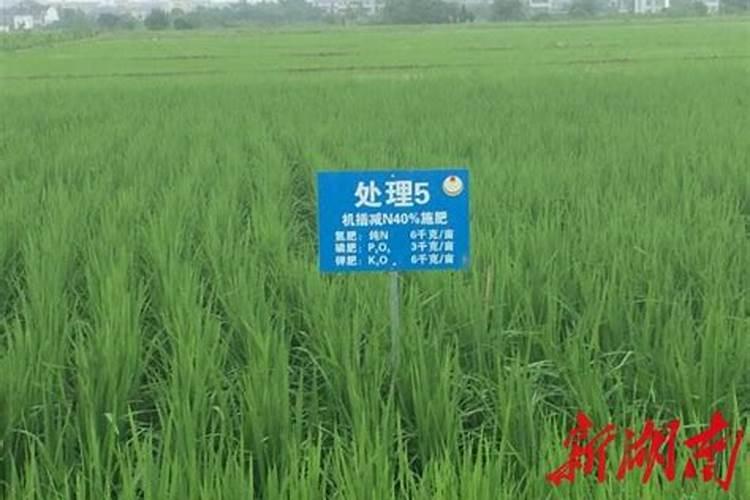 种植桉树底肥放多少