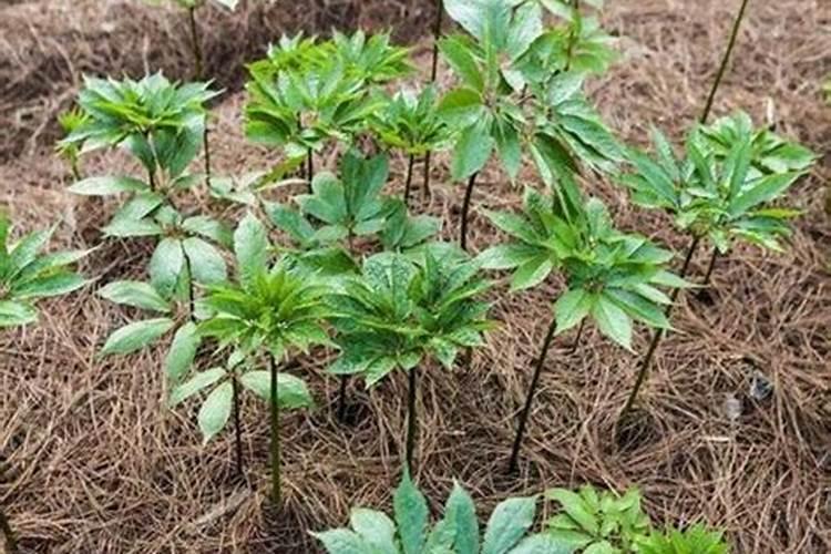 种植三七需要哪些条件