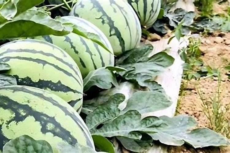 打瓜种植最佳时间