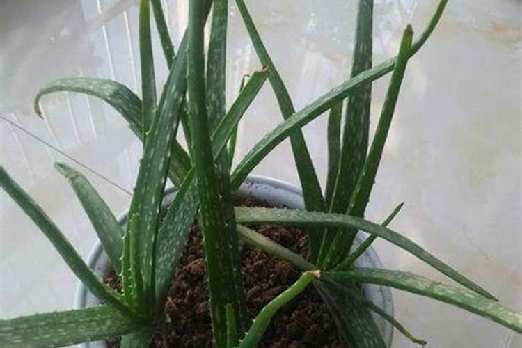 盆栽芦荟冬天怎么养